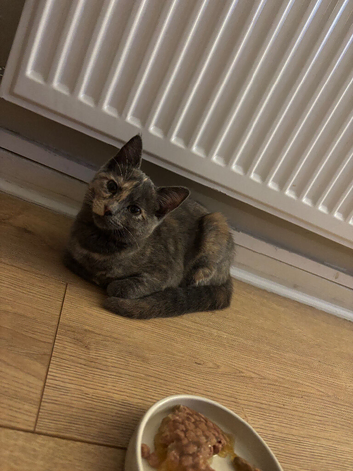 Kitty