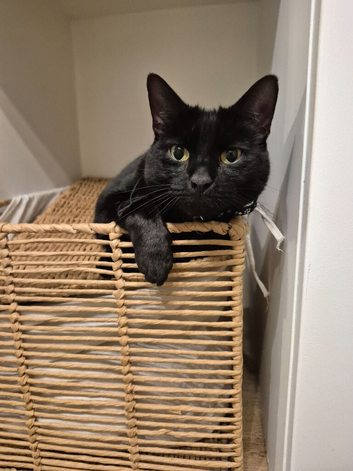 Black Male Cat