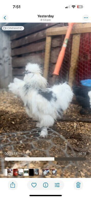 5 month old silkie roo