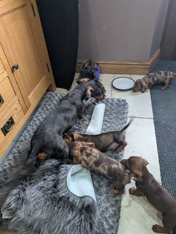Dachshund pups for sale