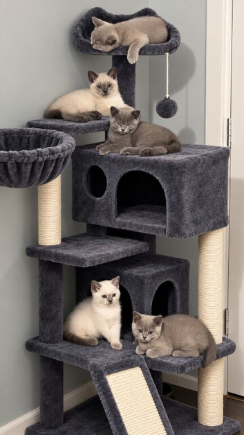 Stunning pedigree British shorthairs