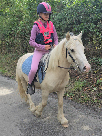 Gelding 12hh