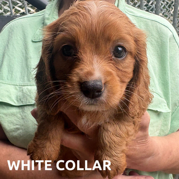 7 beautiful Cockalier females available