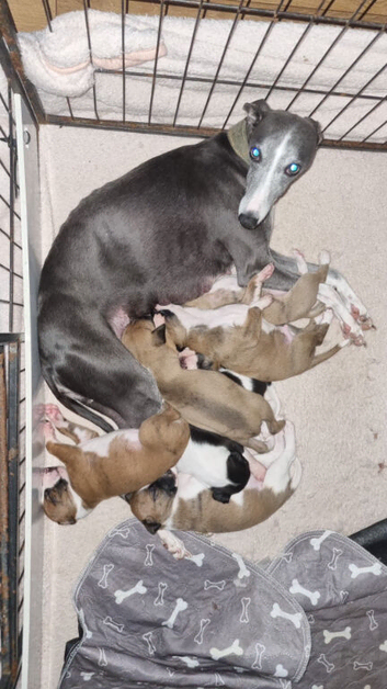1 female whippet 10 weeks