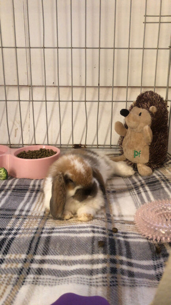 Rabbit