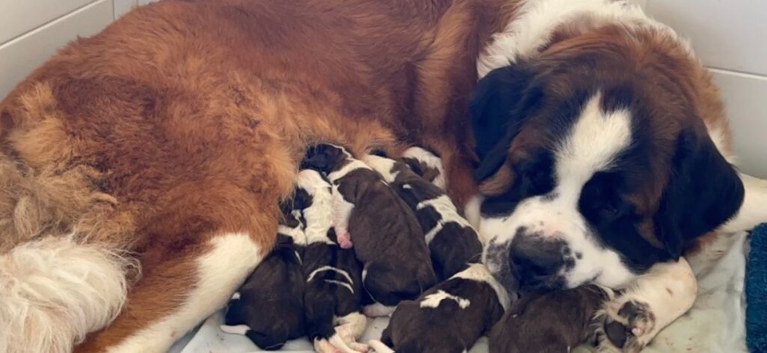 Saint Bernard Puppys for sale