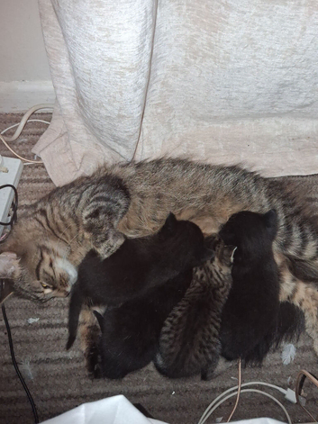 Kittens for sale , 2 boys 2 girls
