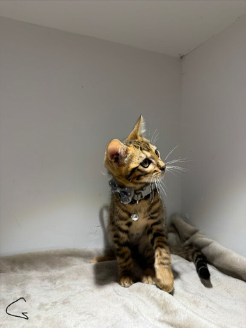 Pedigree Bengal Kittens