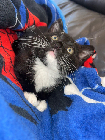 Kitten last one left