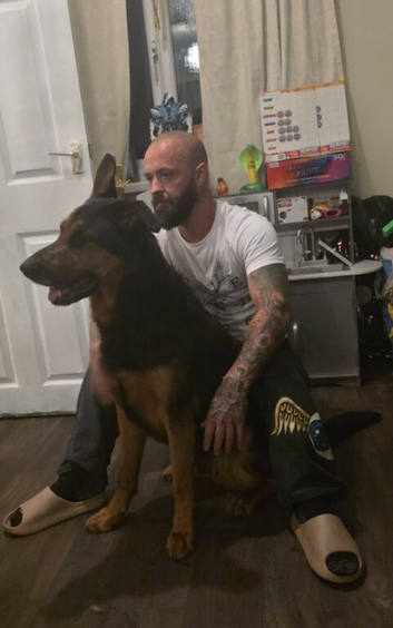 German Shepherd x doberman