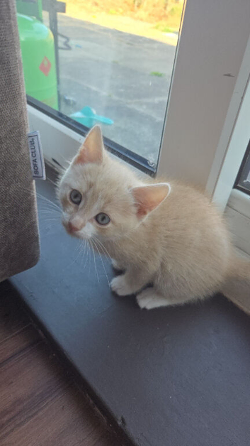 Gorgeous kittens