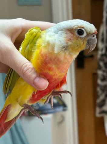 Pineapple conure