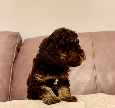 Kc registered toy poodle