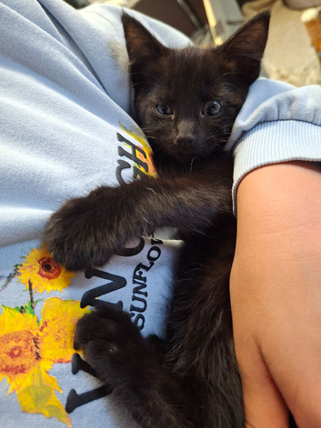 READY NOW 1 x pure black female kitten