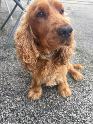 SHOW cocker spaniel