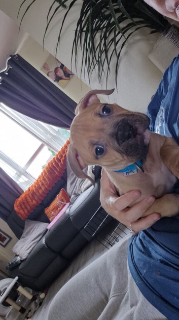 Male pocket bully