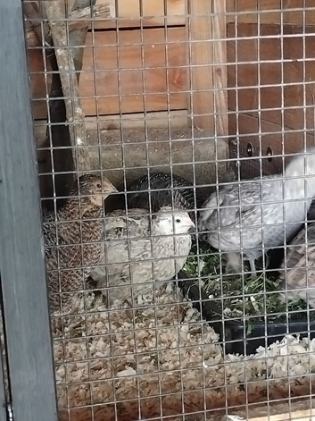 Corturnix  quail