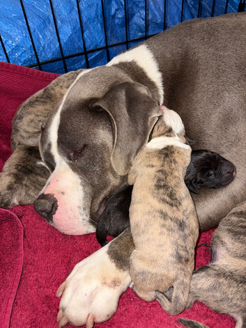 Beautiful mixed breed pups