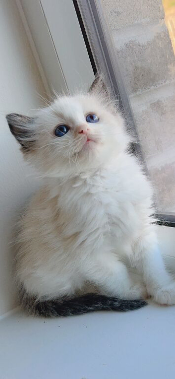 Ragdolls