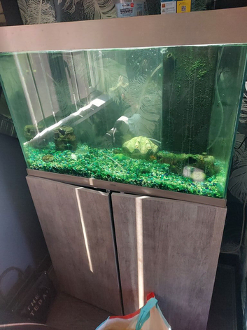 3 fish and full set up with stand