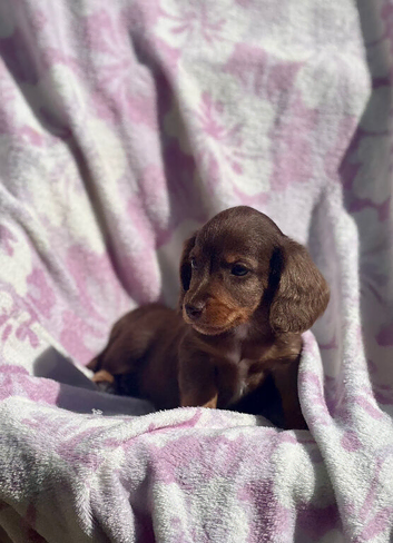 Miniature long coat Dachshund puppies