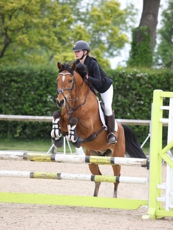 Sports pony x 15.1 gorgeous boy!