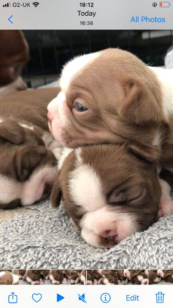 Boston terriers in Scotland