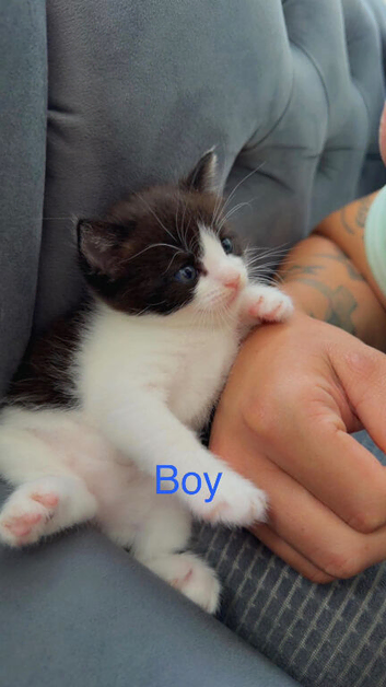 Kittens for sale