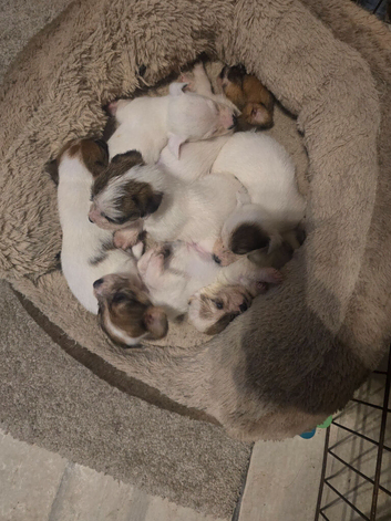 Jack Russell