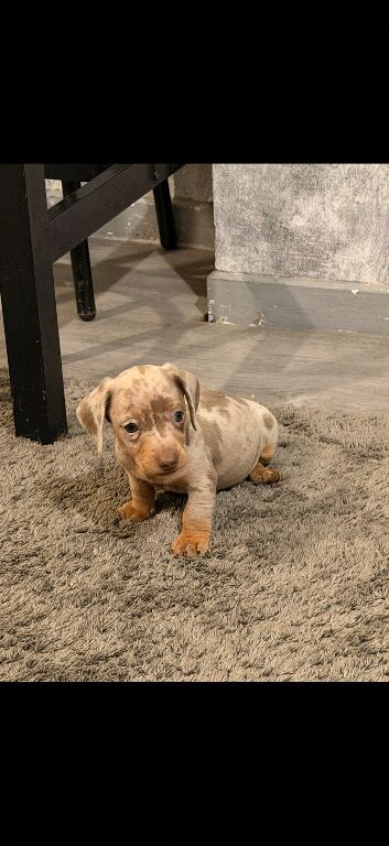 Miniature dachshund puppies