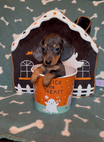 GORGEOUS MINIATURE DACHSHUND PUPPIES