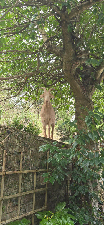 2 male goats wethers for sale