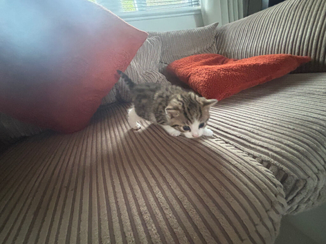 Tabby bengal kitten