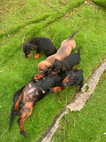 Miniature dachshund