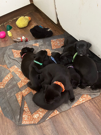 Bullador puppies