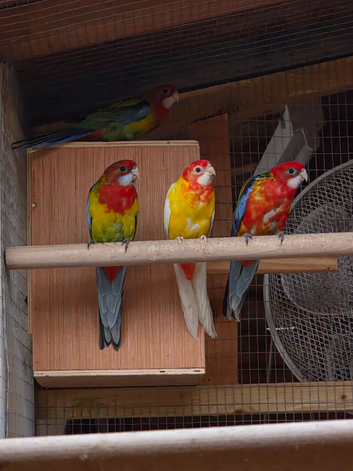 Rosella