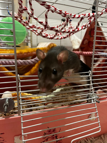 Female rat