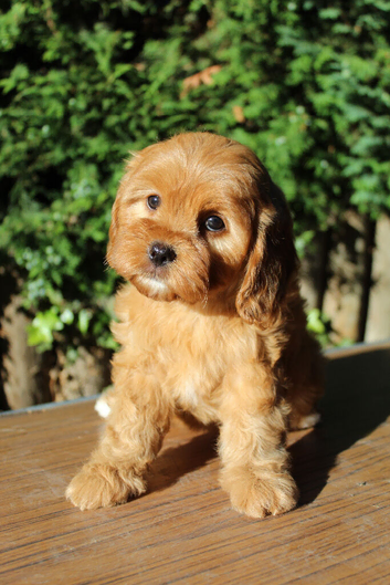 3 gorgeous Cavapoo pups