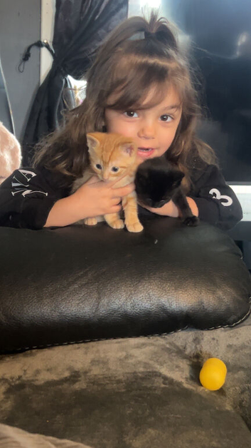 Kittens