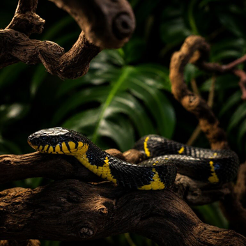 Mangrove Snake