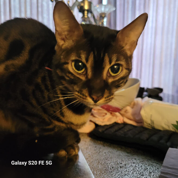 Stunning chocolate charcoal bengal