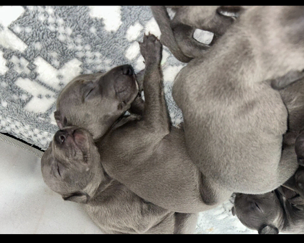 Kc registered blue puppies