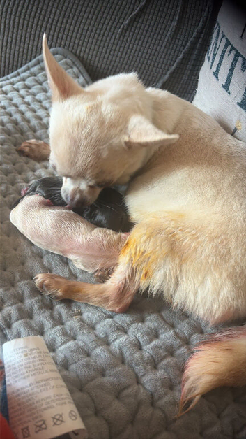 Beautiful boy kc puppies