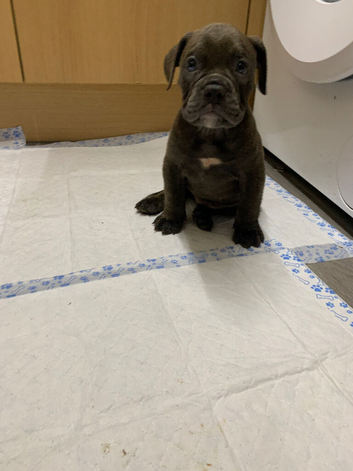 Olde English bulldog puppy looking for forever home now