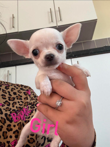 3 beautiful tiny chiuahua puppies