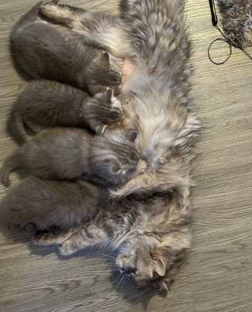 READY TO GO!!! Amazing pure breed BSH/BLH