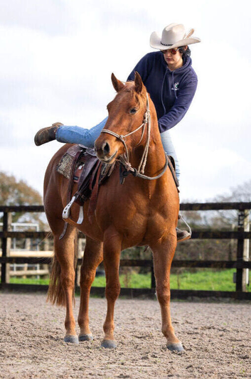 Beautiful chestnut QH mare