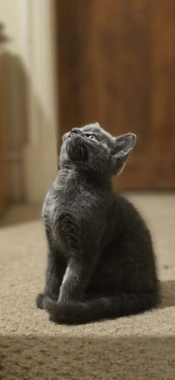 1 sweet Russian Blue boy and 1 girl