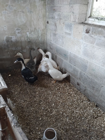Ducklings