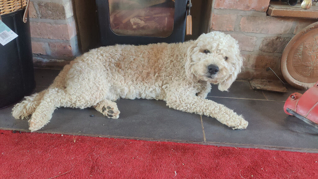 Beautiful f2b labradoodle for stud